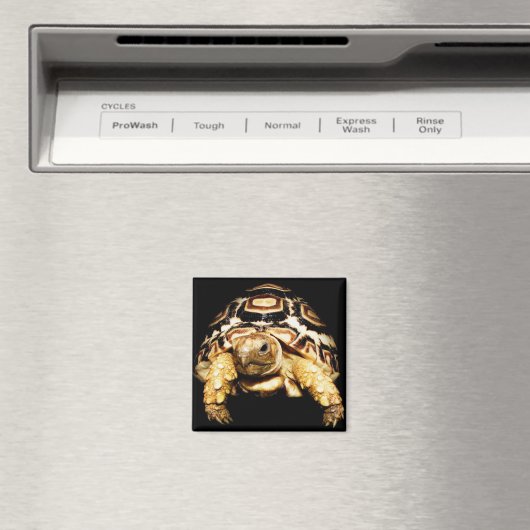 Leopard Tortoise Magneet (Insitu (Vaatwasser))