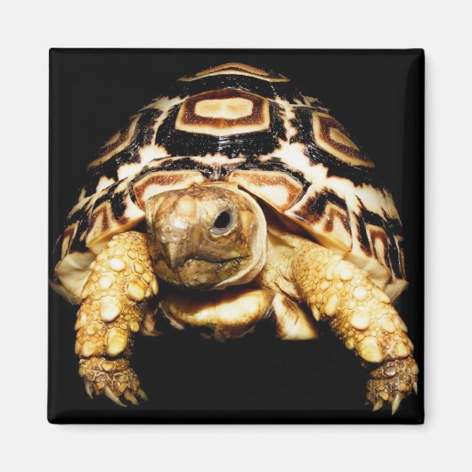 Leopard Tortoise Magneet (Voorkant)