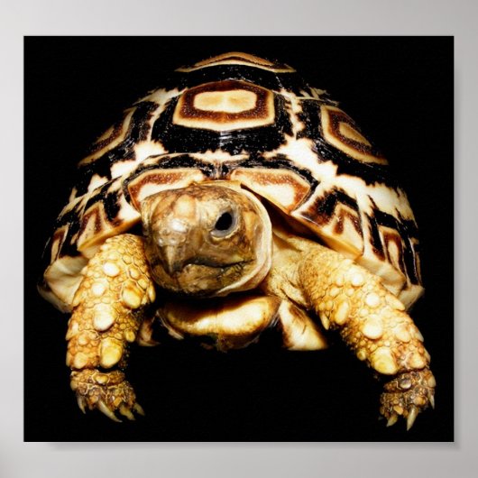 Leopard Tortoise Poster (Voorkant)
