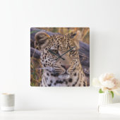 Leopard-vergadering, Botswana, Afrika Vierkante Klok (Huis)