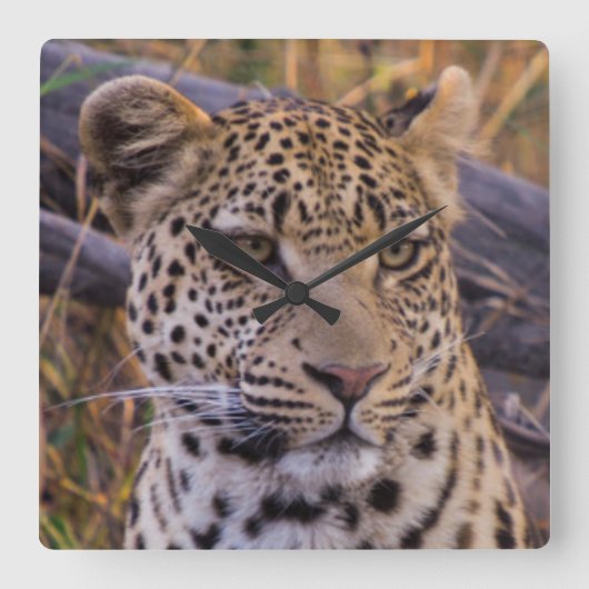 Leopard-vergadering, Botswana, Afrika Vierkante Klok (Voorkant)