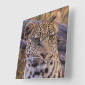 Leopard-vergadering, Botswana, Afrika Vierkante Klok (Hoek)