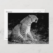 Leopard-vergadering Briefkaart (Voorkant / Achterkant)