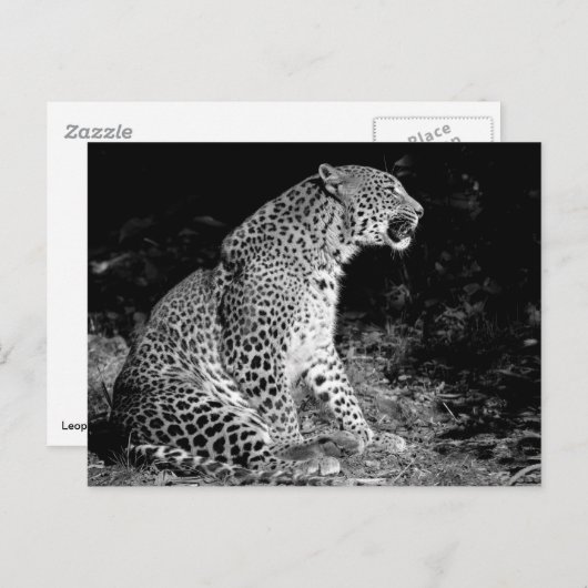 Leopard-vergadering Briefkaart (Voorkant / Achterkant)