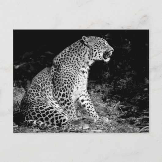 Leopard-vergadering Briefkaart (Voorkant)