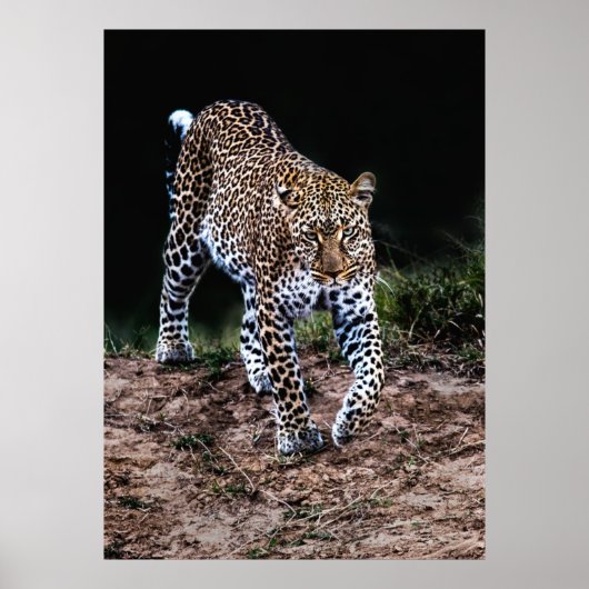 LEOPARD WALKING IN WILD POSTER (Voorkant)