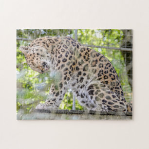 Leopard Washing Wild Animal Foto Legpuzzel