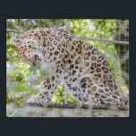 Leopard Washing Wildlife Foto Puzzel<br><div class="desc">Een geluksopname gemaakt in de dierentuin met mijn zoomlens van deze prachtige luipaard die een wasbeurt neemt! Let op, als u een maat kiest met een andere beeldverhouding dan die hier wordt weergegeven (met name als de vierkante vorm), moet het ontwerp mogelijk worden aangepast om te passen, anders kan een...</div>
