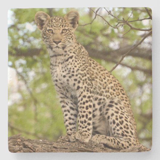Leopard welp op een ledemaat. stenen onderzetter (Voorkant)