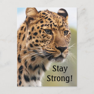 Leopard Wild Cats   Briefkaart