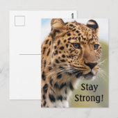 Leopard Wild Cats Briefkaart (Voorkant / Achterkant)