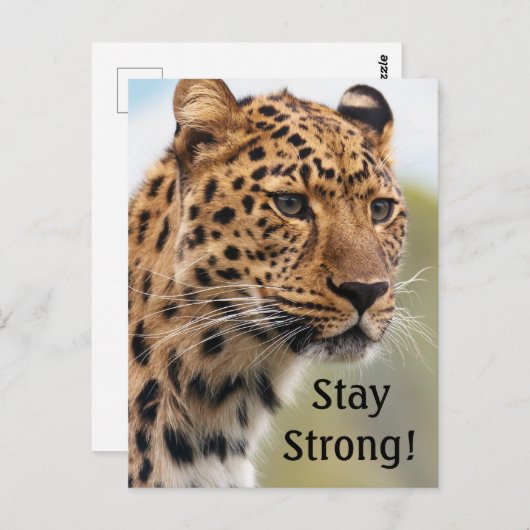 Leopard Wild Cats Briefkaart (Voorkant / Achterkant)