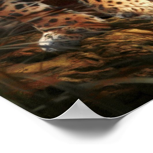 LEOPARD "WILD NACHT" POSTER (Hoek)