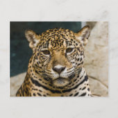 Leopard Wildcat Face Briefkaart (Voorkant)