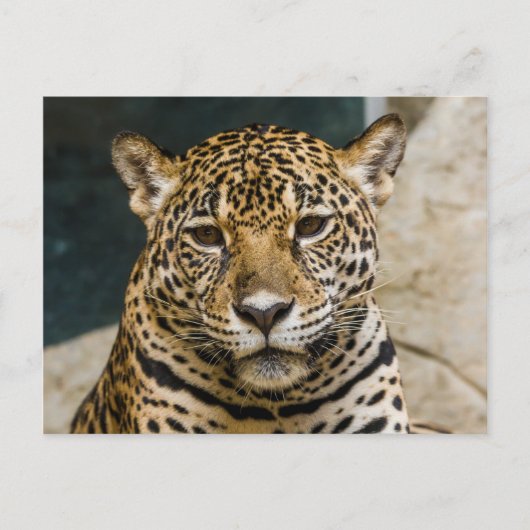 Leopard Wildcat Face Briefkaart (Voorkant)