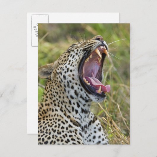 Leopard yawning, Greater Kruger National Park, 2 Briefkaart (Voorkant / Achterkant)