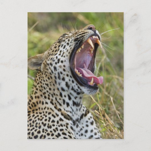 Leopard yawning, Greater Kruger National Park, 2 Briefkaart (Voorkant)