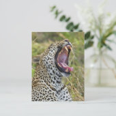 Leopard yawning, Greater Kruger National Park, 2 Briefkaart (Staand voorkant)
