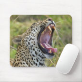 Leopard yawning, Greater Kruger National Park, 2 Muismat (Met muis)