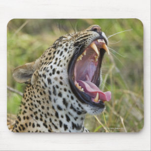 Leopard yawning, Greater Kruger National Park, 2 Muismat