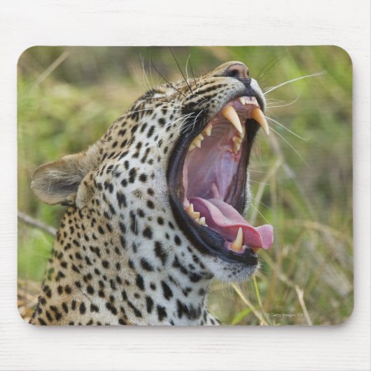 Leopard yawning, Greater Kruger National Park, 2 Muismat (Voorkant)