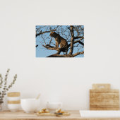 Leopard Yawns tijdens het zitten op een boomarm Poster (Keuken)