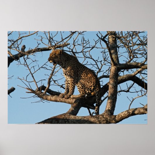 Leopard Yawns tijdens het zitten op een boomarm Poster (Voorkant)