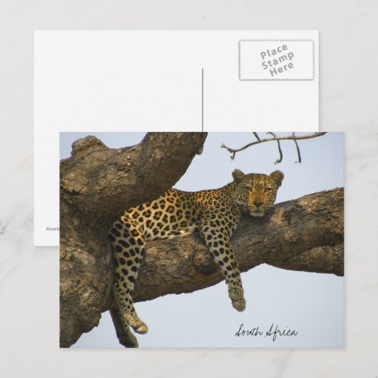 Leopard zit in een boom briefkaart (Voorkant / Achterkant)