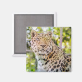 Leopard Zitfoto Magneet (Voorkant / Achterkant)