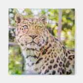 Leopard Zitfoto Magneet (Voorkant)