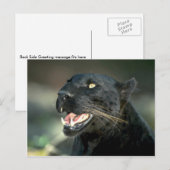 Leopard, zwarte fase briefkaart (Voorkant / Achterkant)