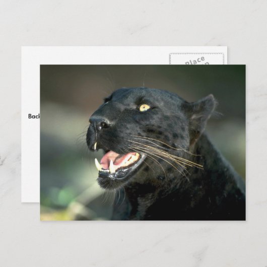 Leopard, zwarte fase briefkaart (Voorkant / Achterkant)