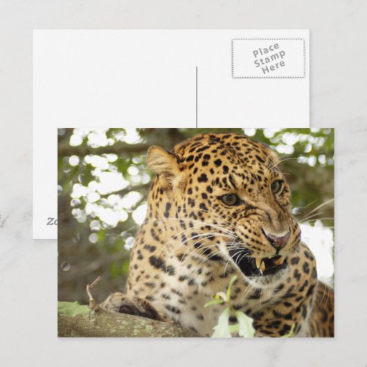 LeopardCheetaro010 Briefkaart (Voorkant / Achterkant)