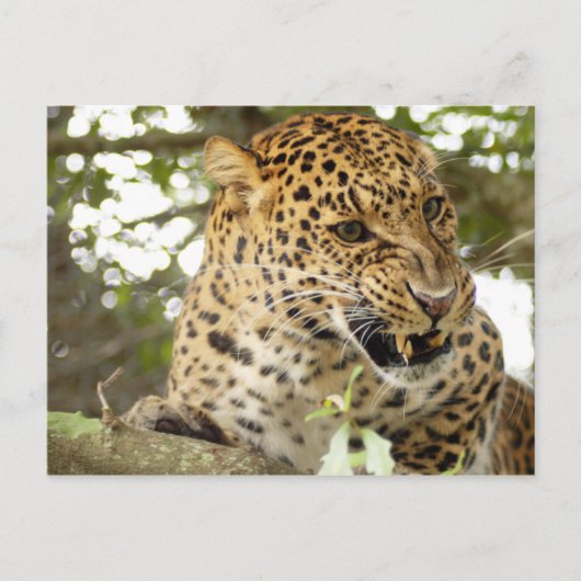 LeopardCheetaro010 Briefkaart (Voorkant)
