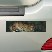 Leopardess (door Jean-Baptiste Oudry) Bumpersticker (Op auto)