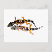 Leopardgecko Pärchen Briefkaart (Voorkant)