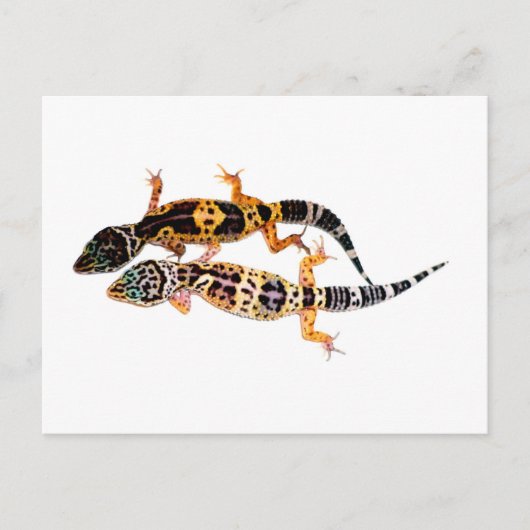 Leopardgecko Pärchen Briefkaart (Voorkant)