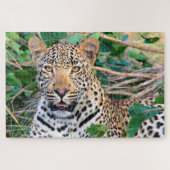 Leopards Big Cats. Legpuzzel (Horizontaal)
