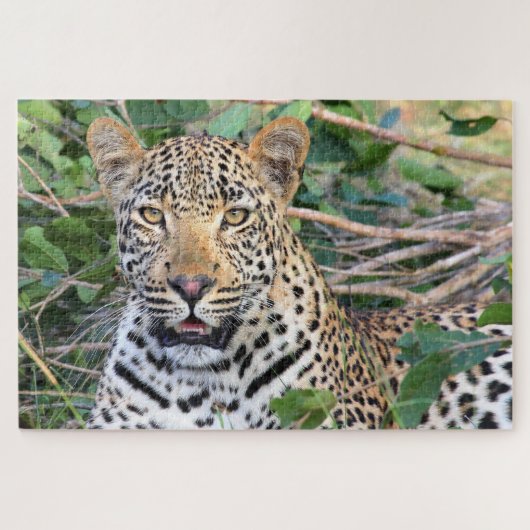 Leopards Big Cats. Legpuzzel (Horizontaal)