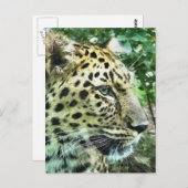 LEOPARDS BRIEFKAART (Voorkant / Achterkant)