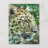 LEOPARDS BRIEFKAART (Voorkant)