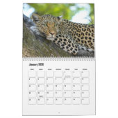 Leopards Calendar Kalender (Jan 2026)