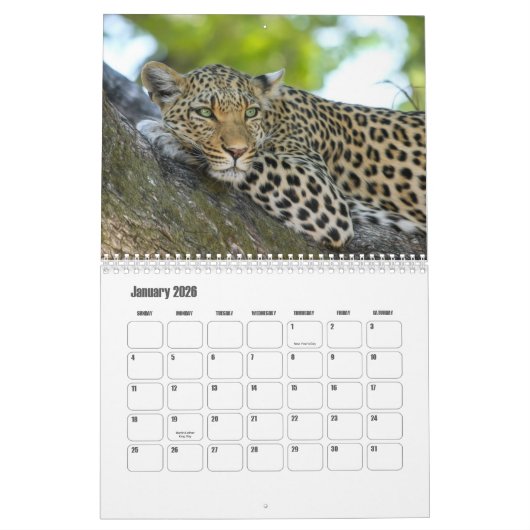 Leopards Calendar Kalender (Jan 2026)