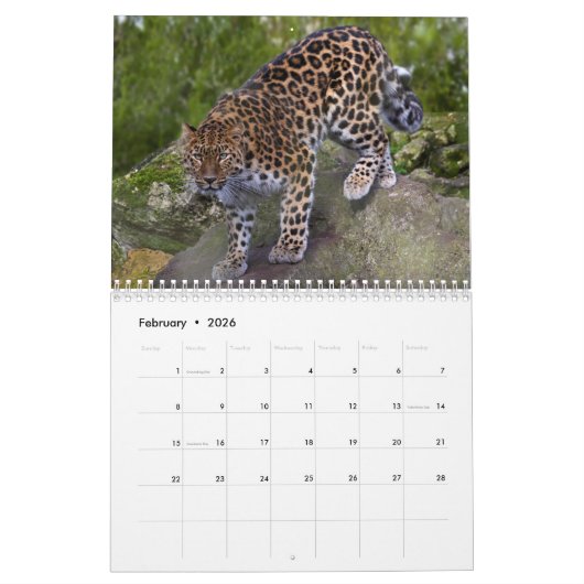 Leopards Calendar Kalender (Feb 2026)