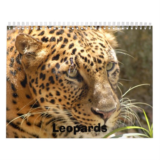 Leopards Calendar, Leopards Kalender (Hoes)