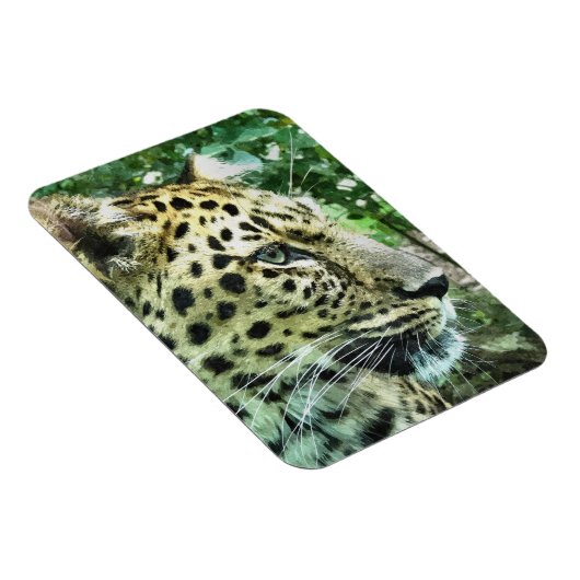 LEOPARDS MAGNEET (Rechterzijde)