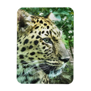LEOPARDS MAGNEET