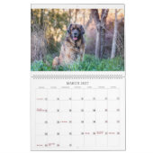 Leos in Oz Kalender (Mar 2027)