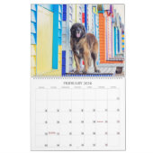 Leos in Oz Kalender (Feb 2026)