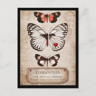 Lepidoptera Briefkaart